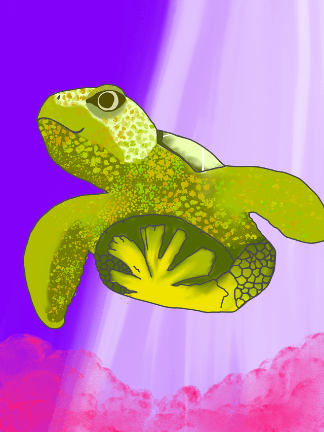turtle
