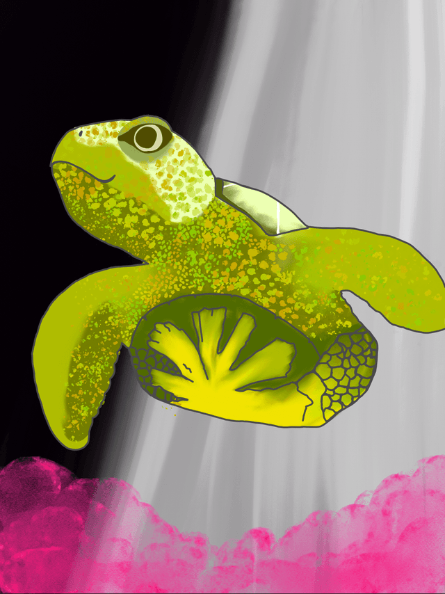 turtle