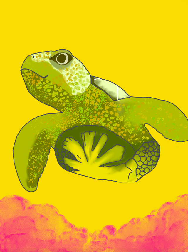 turtle