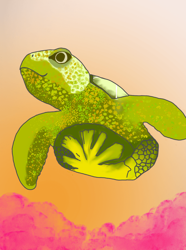 turtle