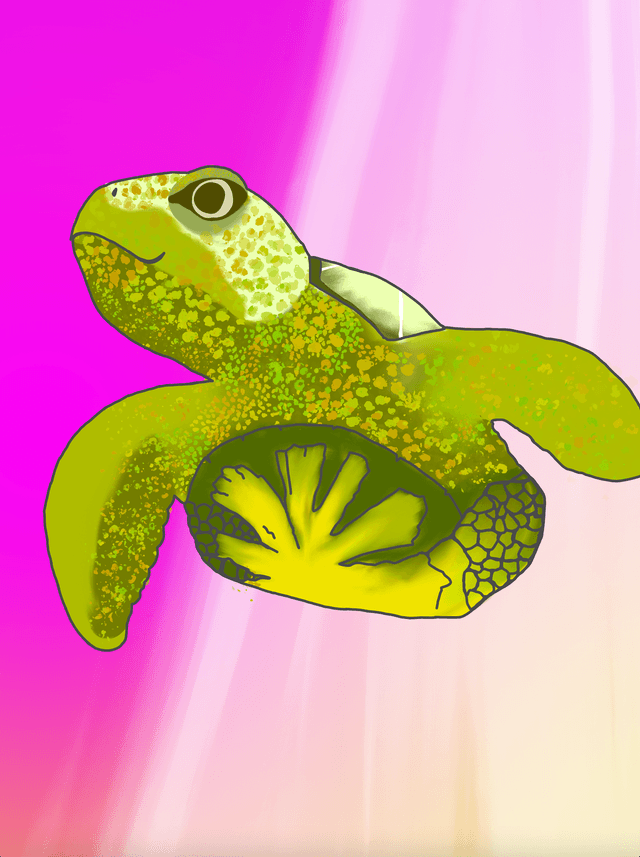 turtle