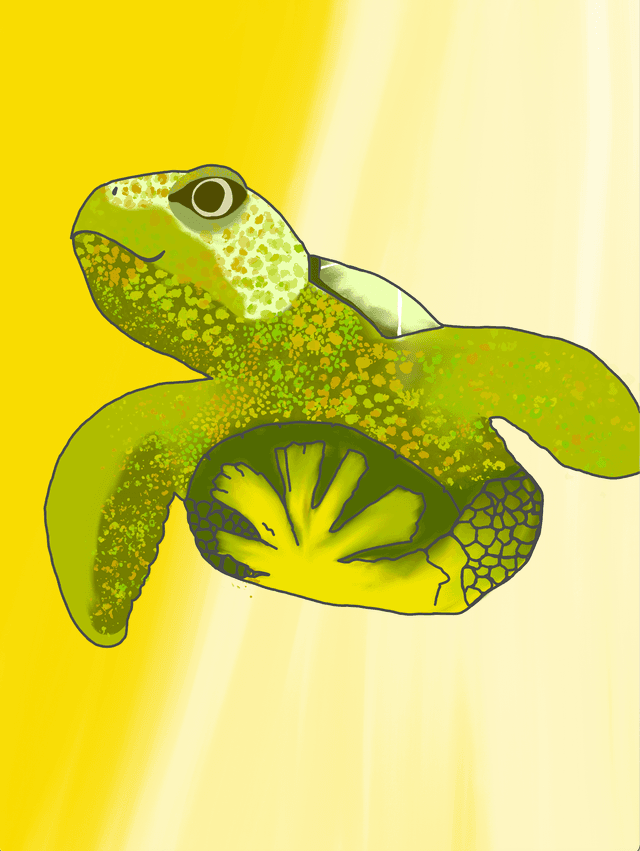 turtle
