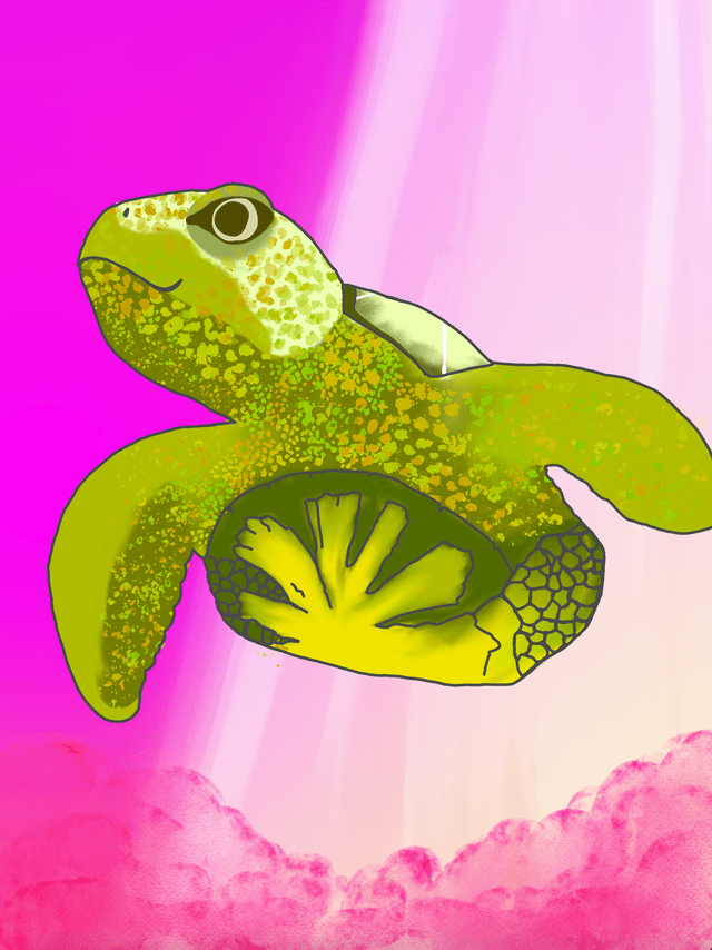 turtle