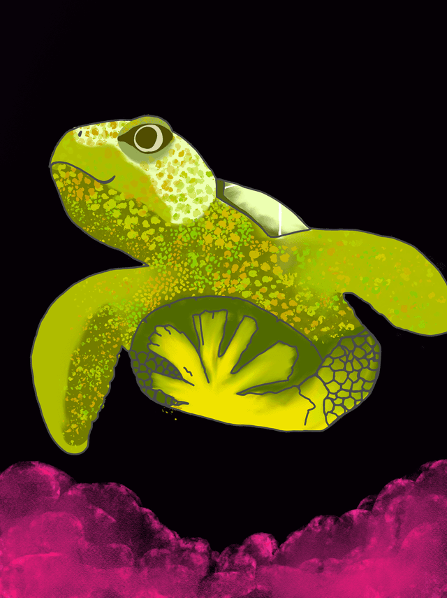 turtle