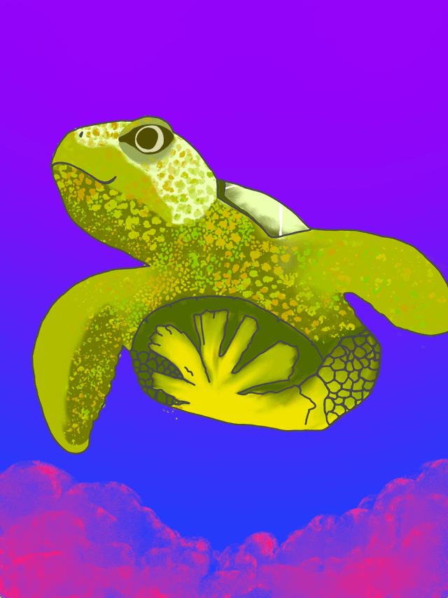 turtle