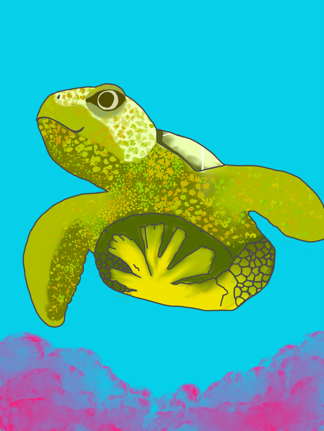 turtle